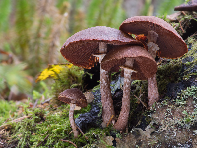 Tubaria confragosa